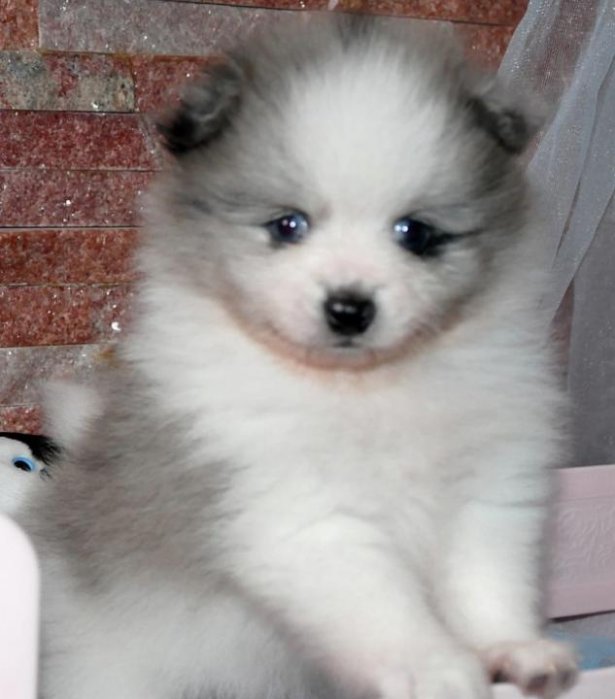 Pomeranian Miniature Spitz puppy