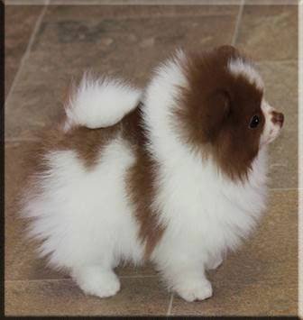 Pomeranian Zwergspitz beautiful Puppy girl.