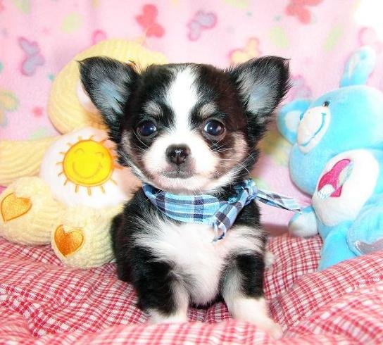 Sweet mini Chihuahua puppies