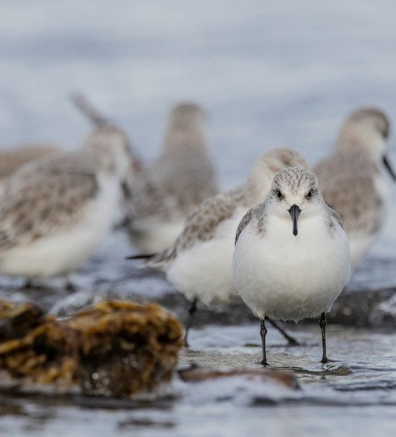 Looking for Nature Photographers with Animals in North Vancouver