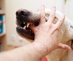 Dog Bite Lawyers Queens Palm Desert