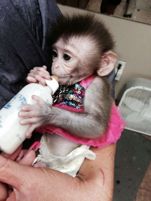 marmoset  monkey available