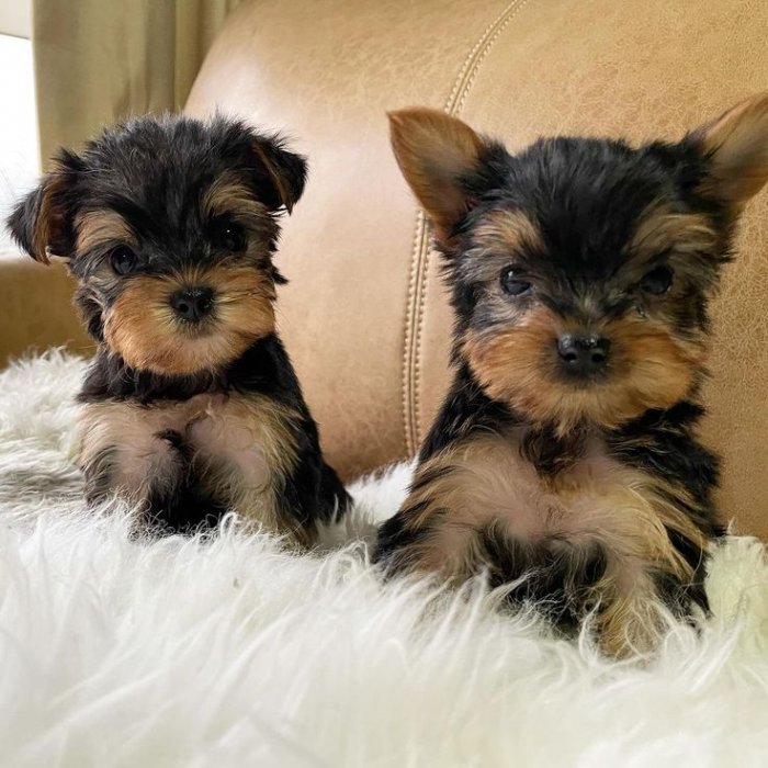 WELL TRAINED YORKIE PUPPIES FOR ADOPTION