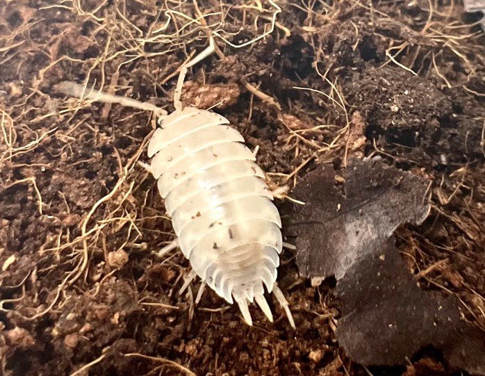 Get Premium Isopods and Supplies Hassle-Free