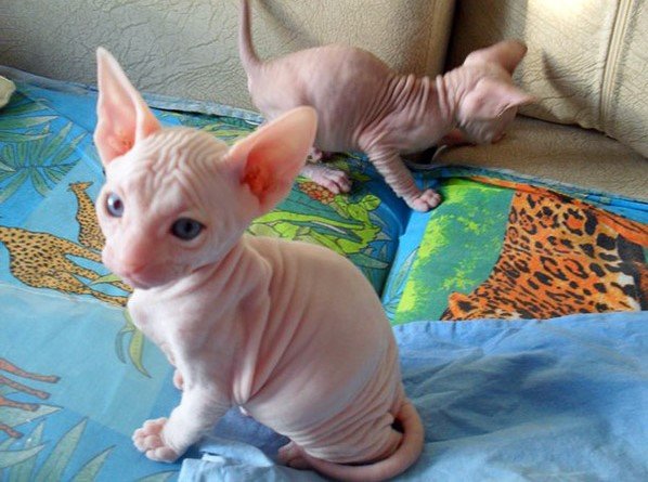 Sphynx kittens