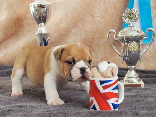 English Bulldog puppies For Sale