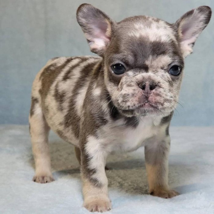 Beautiful French Bulldog Puppies available