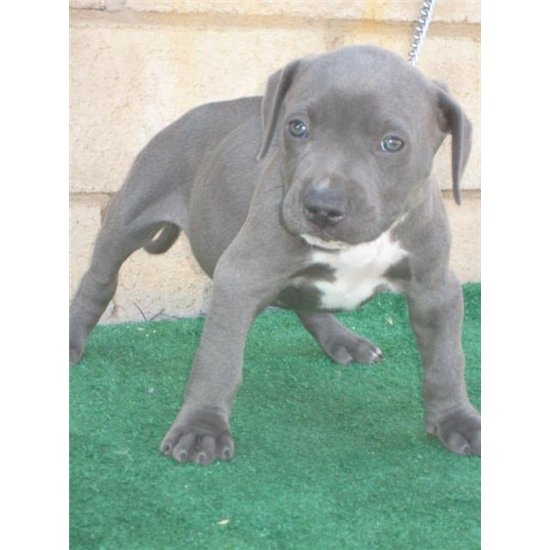 American Pit Bull Puppies Blue-line for sale