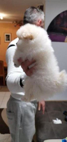 Charming Pomeranian puppy for sale
