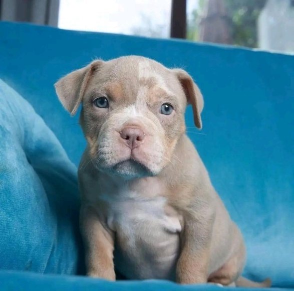American Pit Bull Puppy Blueline the best puppy for your family