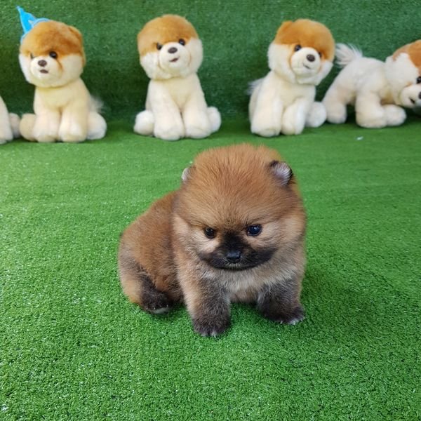 Teacup Pomeranian Spitz Puppies for Your Children