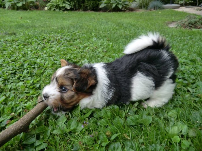 Adorable Biewer Yorkshire Terrier Puppies