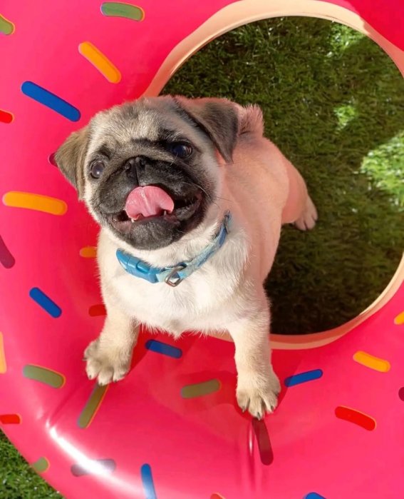 Adorable Pug Puppies for Your Wonderful Family