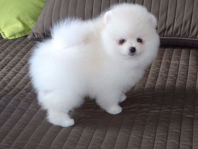 Adorable teacup Pomeranian puppies for sale