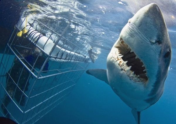 White Shark Cage Diving in Guadalupe – This is My Shark Life