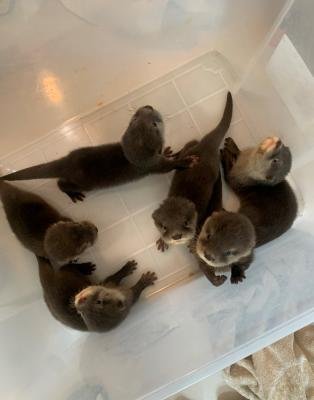 otters as pets