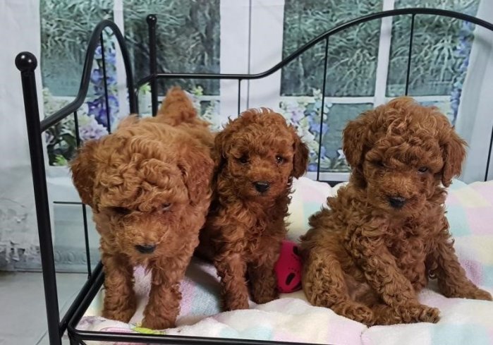 Toy Poodle Puppies for Rehoming