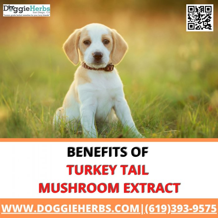 Benefits Of Turkey Tail Mushroom Extract