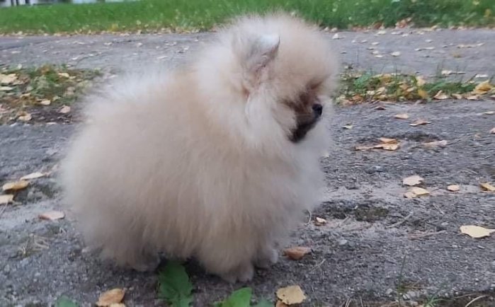pomeranian Zwegspitz puppy