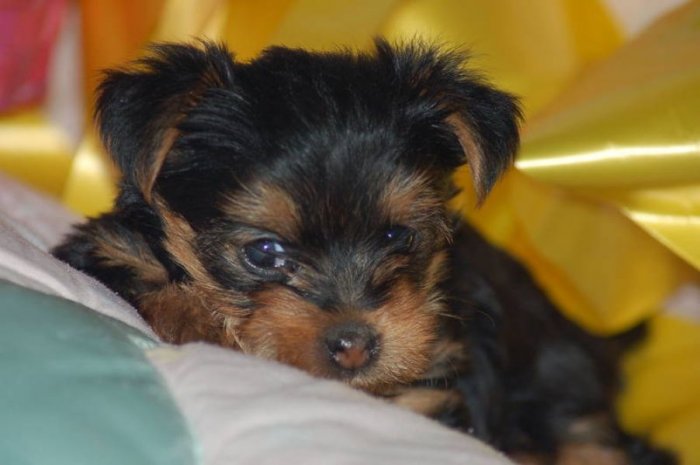 Yorkie puppies available for adoption sms (720) 577-5054