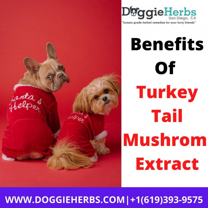 Benefits Of Turkey Tail Mushrom Extract