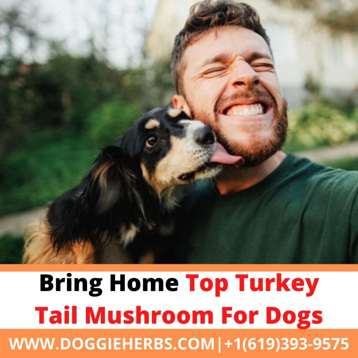 Bring Home Top Turkey Tail Mushroom For Dogs