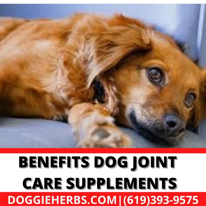 Benefits Of Dog Joint Care Supplements