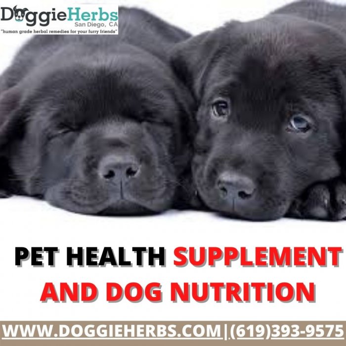 Pet Health Supplement and Dog Nutrition