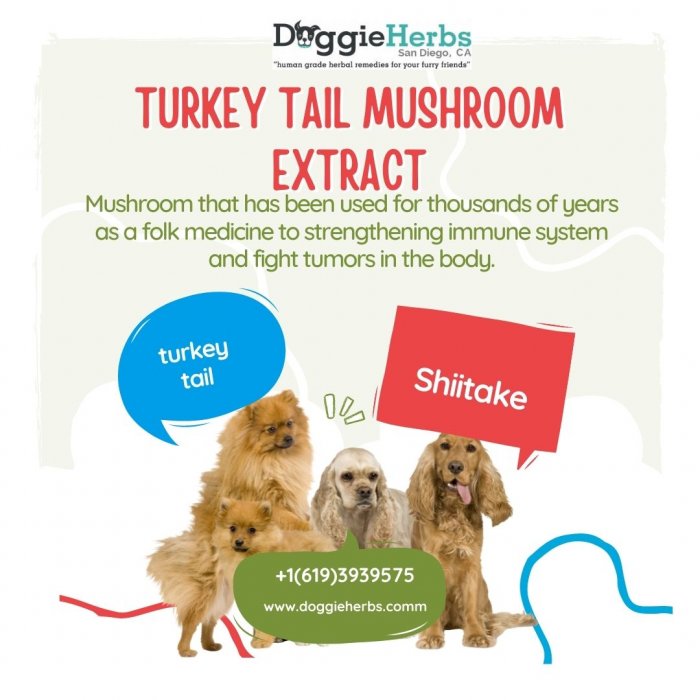 Turkey Tail Mushroom Extract For Dogs