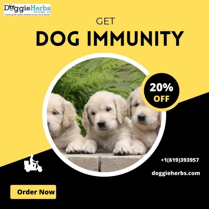 Boosting Your Dog`s Immune System