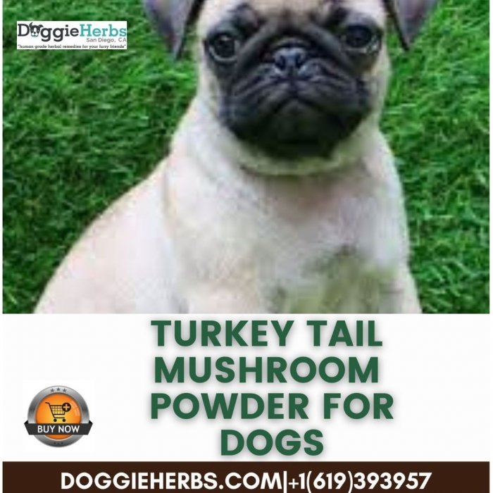 Get Turkey Tail Mushroom Powder For Dogs