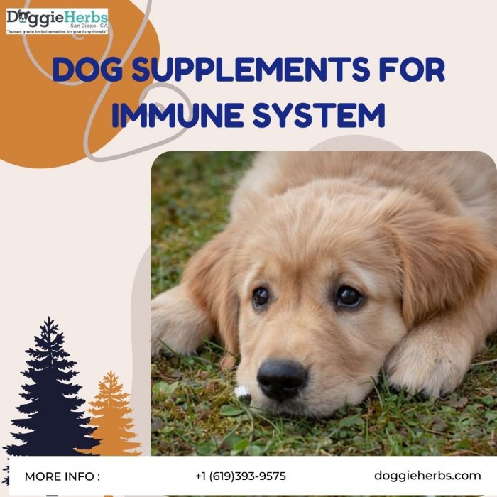 Why Use Supplements For Dogs?