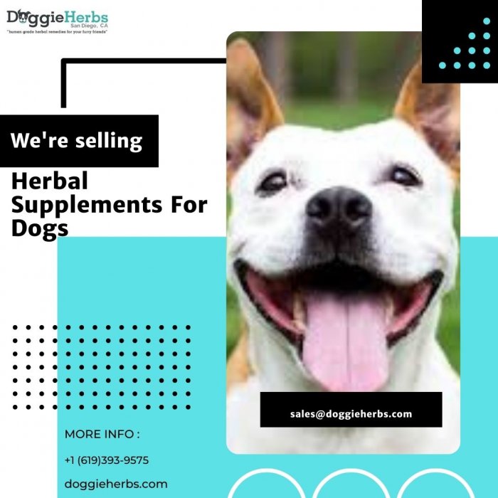 Pick Supplements who Will Help Your Dog`s Arthritis