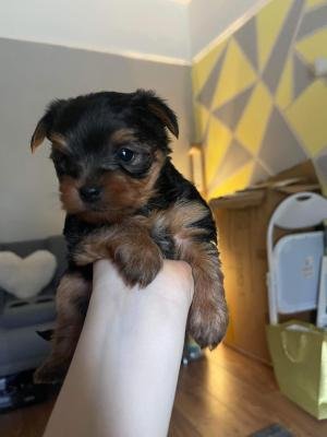 Yorkie Puppies Available