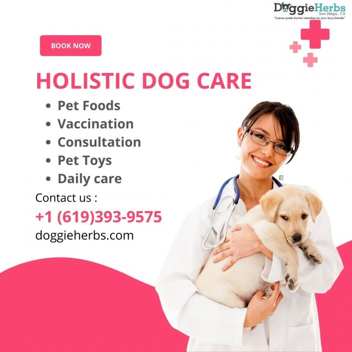 Know All about Holistic Dog Care