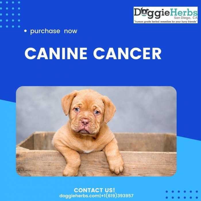 Identify Canine Cancer Symptoms Of Your Pet