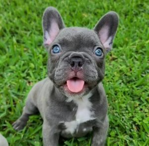 Order french bulldog puppy online