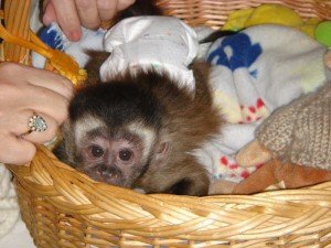 marmoset  monkey available
