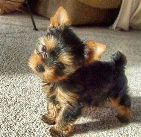 TEACUP YORKIE PUPPIES AVAILABLE