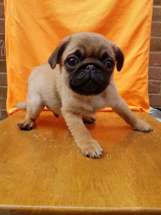 Maltese Puppies For Sale sunshineteacuppuppieshome.com