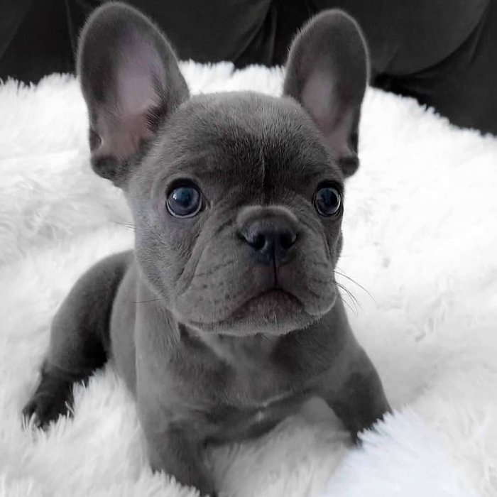 French Bulldog Puppies For Sale | https://sunshineteacuppuppiesho me.com/