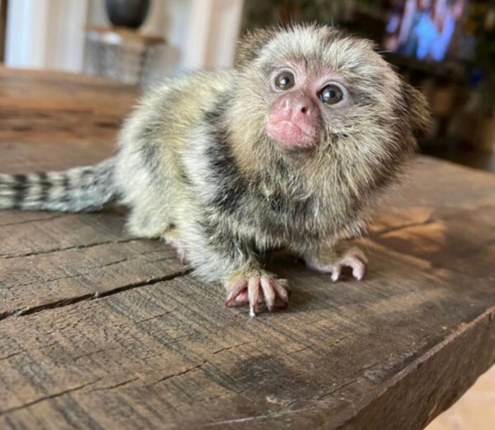 Squirrel monkeys, Capuchin monkeys, Spider monkeys, chimpanzees and Marmosets for sale