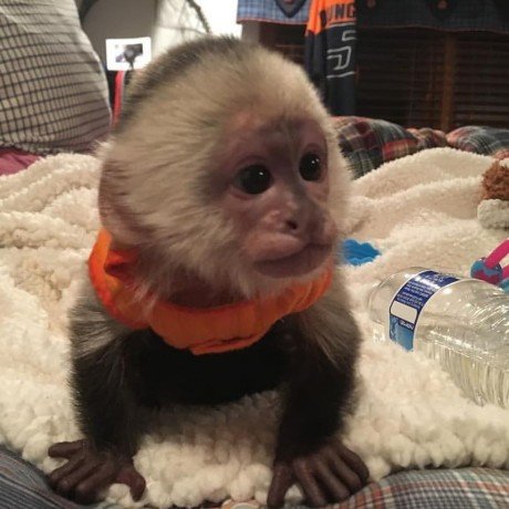 Squirrel monkeys, Capuchin monkeys, Spider monkeys, chimpanzees and Marmosets for sale