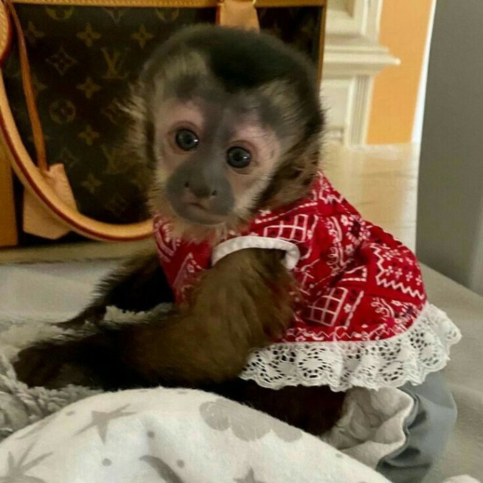 Squirrel monkeys, Capuchin monkeys, Spider monkeys, chimpanzees and Marmosets for sale